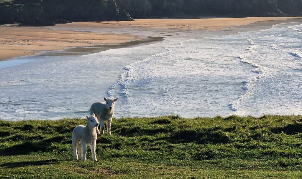 Lämmer hoch über dem Strand von Newquay