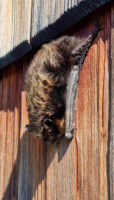 Eine Fledermaus macht es sich tagsüber an unserer Schindelfassade gemütlich