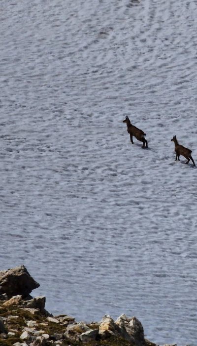 Gemsen am Windischkopf