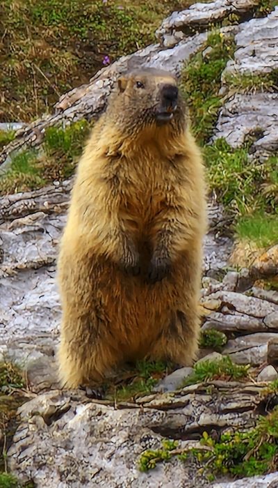 Unser Hochtal ist ein Murmeltierparadies